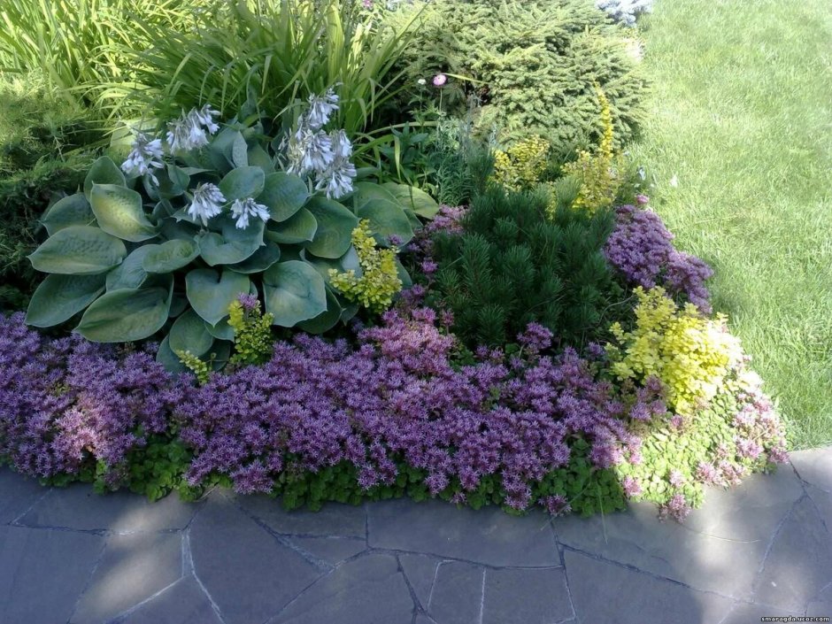 Альпийская горка миксбордер Хоста