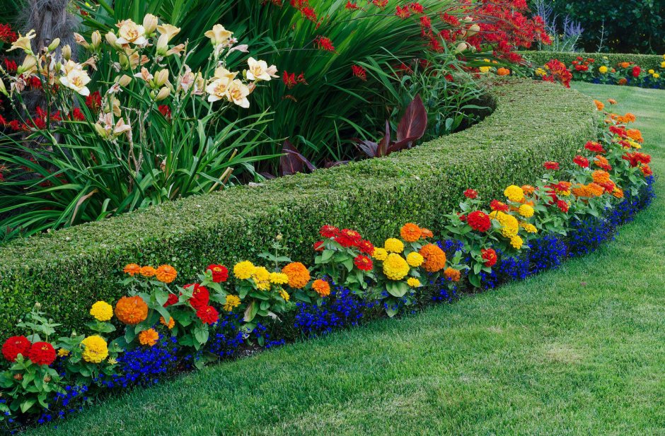 Рабатка Тунберга однолетник