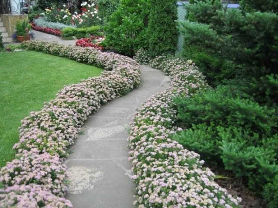 Спирея березолистная бордюр