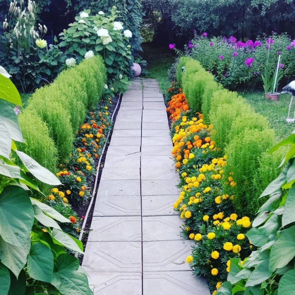 Кохия на клумбе