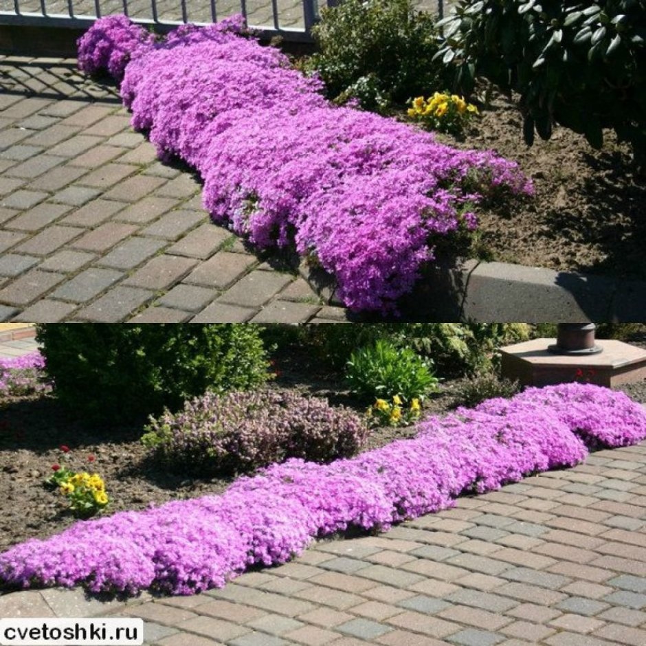 Флокс шиловидный бордюрный