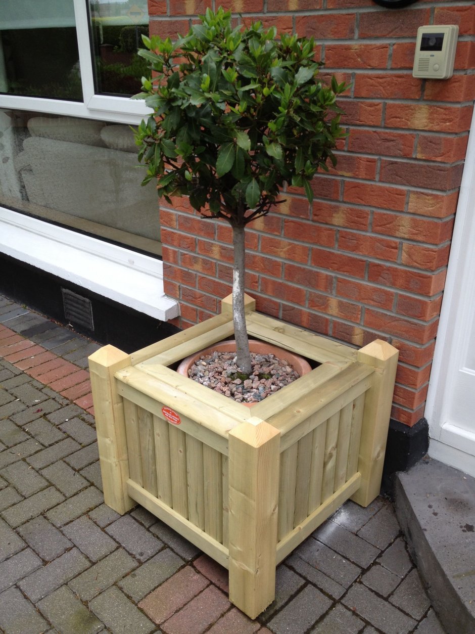 Деревья в кадках