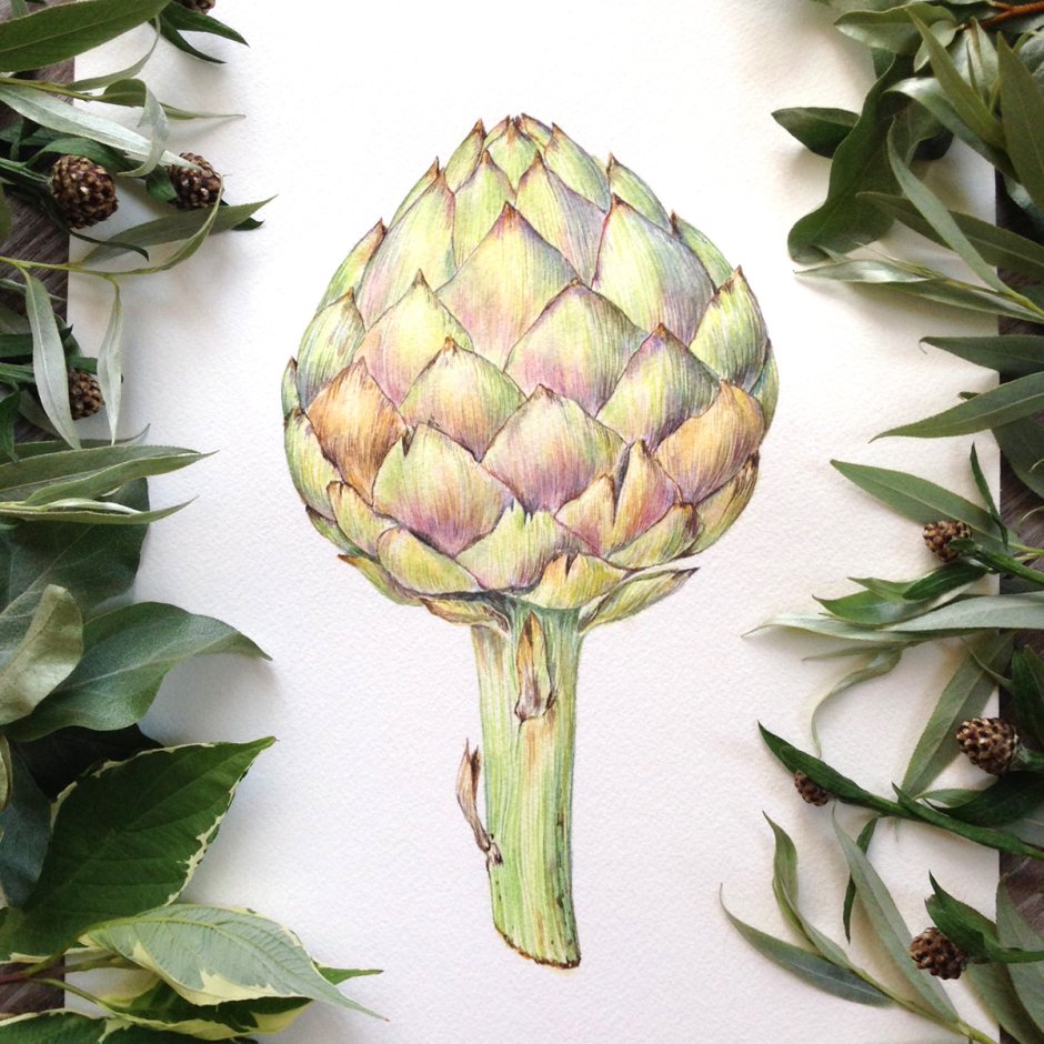 Джибитсы артишок