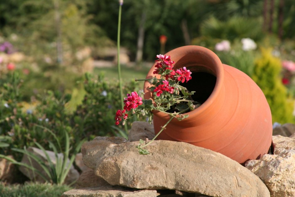 Цветы в глиняных горшках ландшафт
