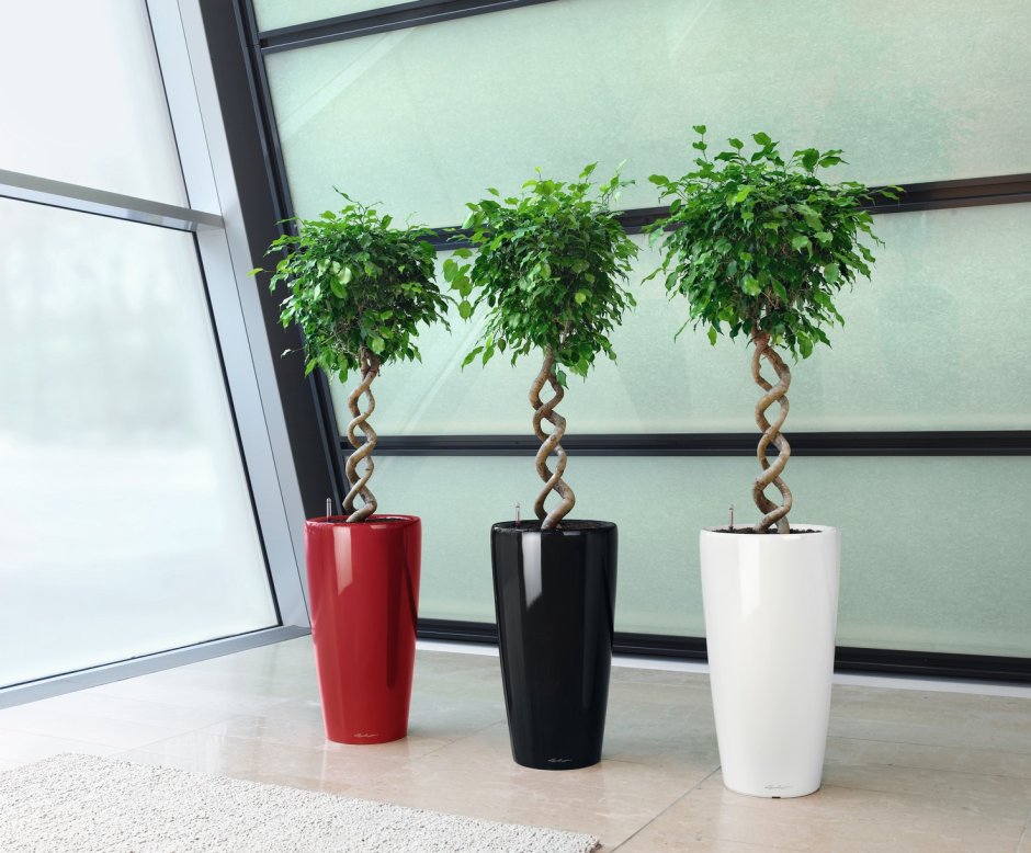 Лечуза Кубико серебро