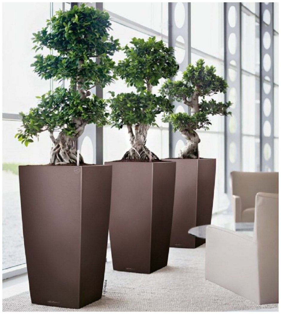 Растения в интерьере