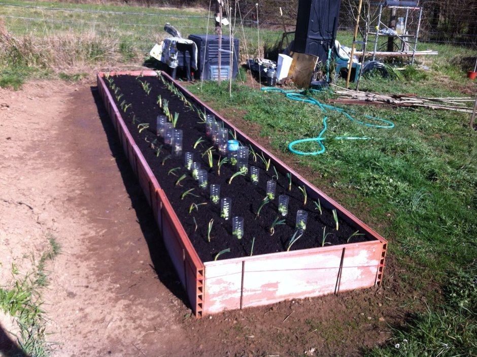 Грядки из пластиковых бутылок