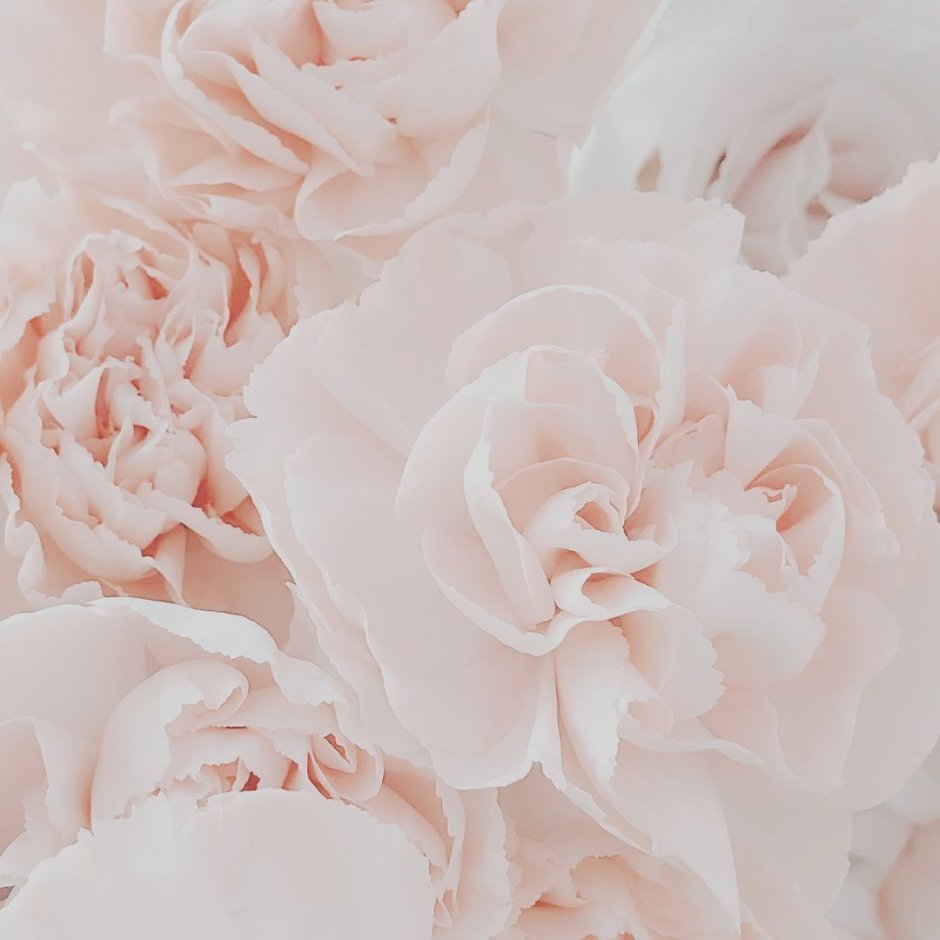 Пудровые пионы