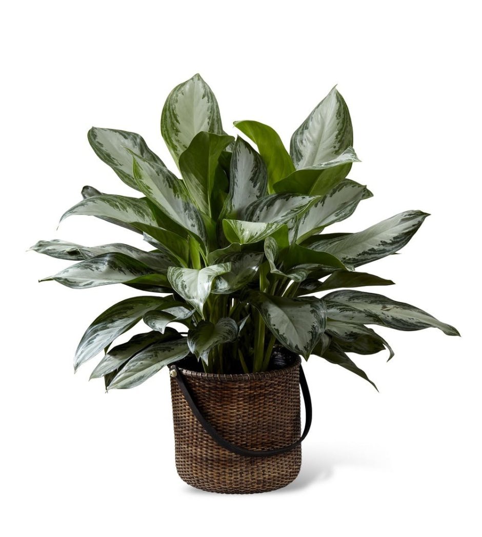 Спатифиллум Альба