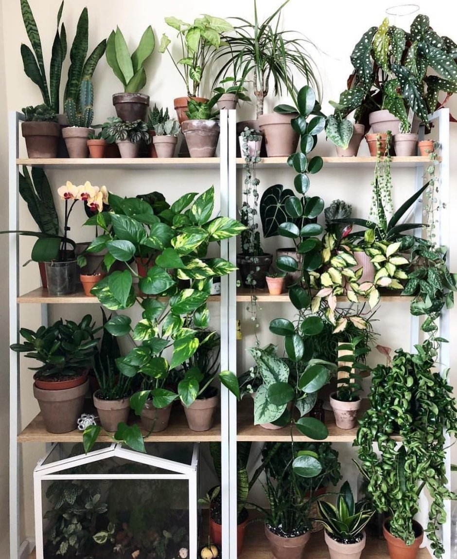 Комнатные растения для темных помещений