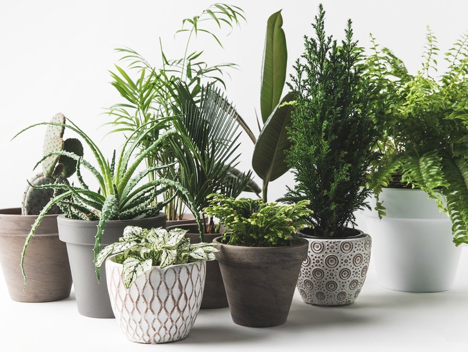 Горшочные растения тенелюбивые