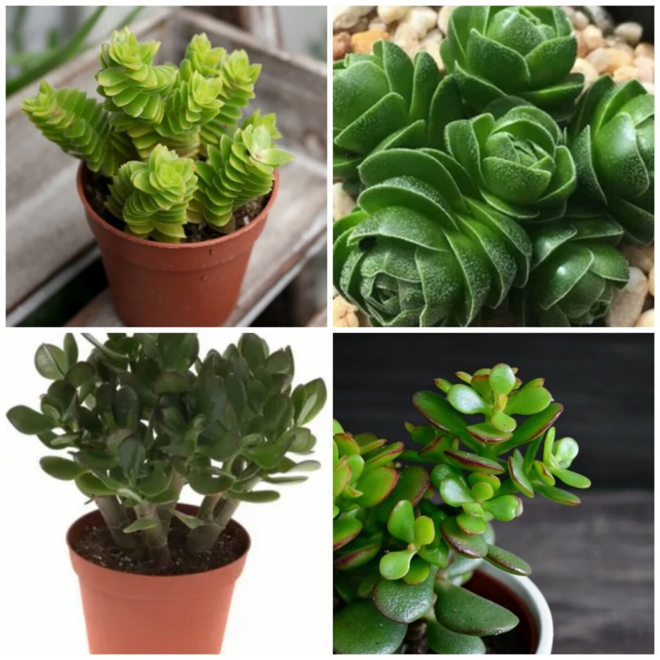 Комнатные растения их названия и фото неприхотливое