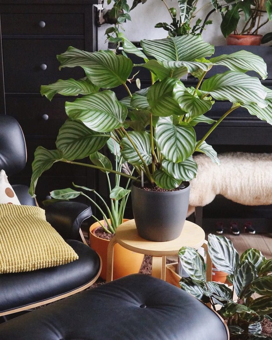 Растение маранта Калатея