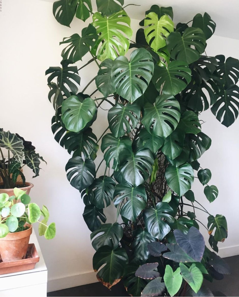 Высокие тенелюбивые комнатные растения