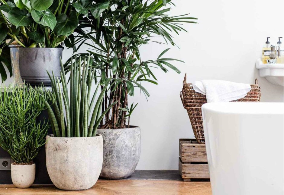 Драцена хлорофитум спатифиллум