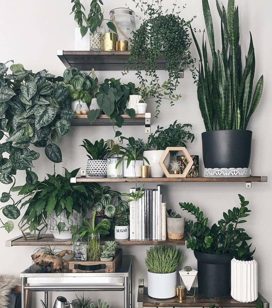 Комнатные цветы в интерер