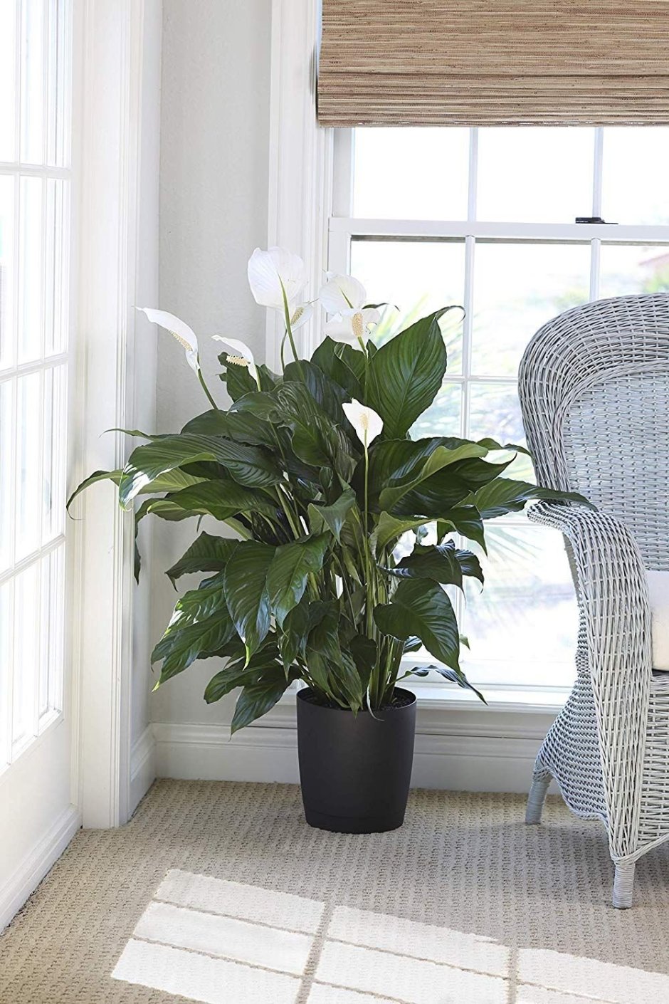 Спатифиллум Блэк Бьюти