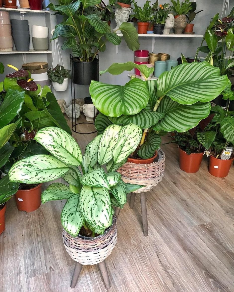 Калатея аглаонема