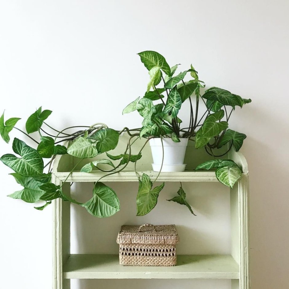 Комнатное растение сингониум