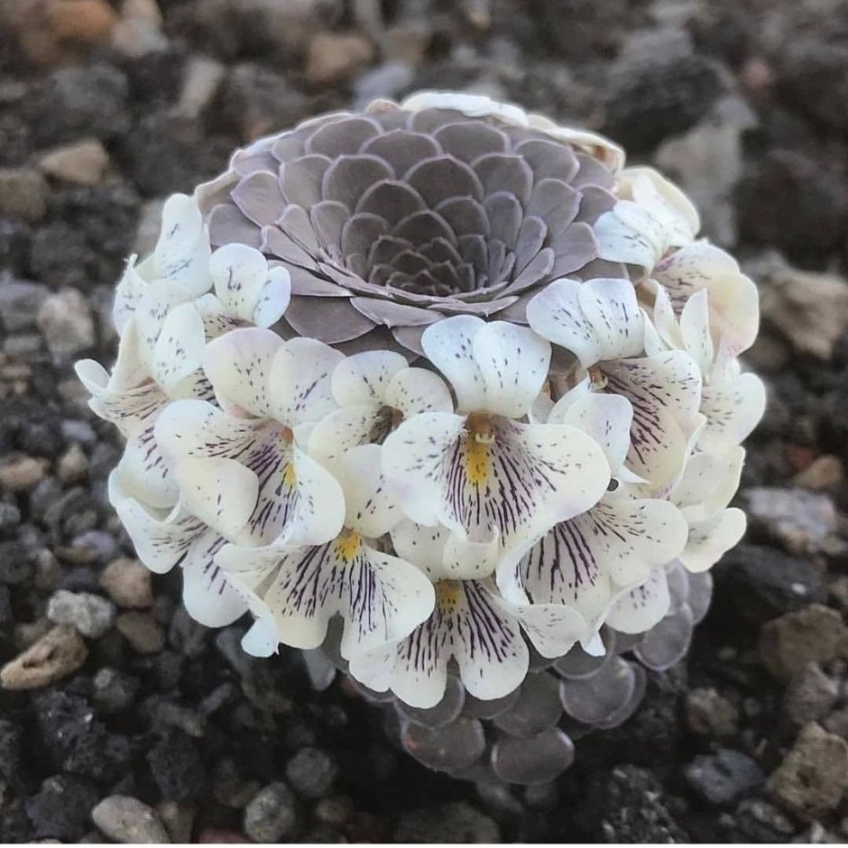 Виола суккулентная