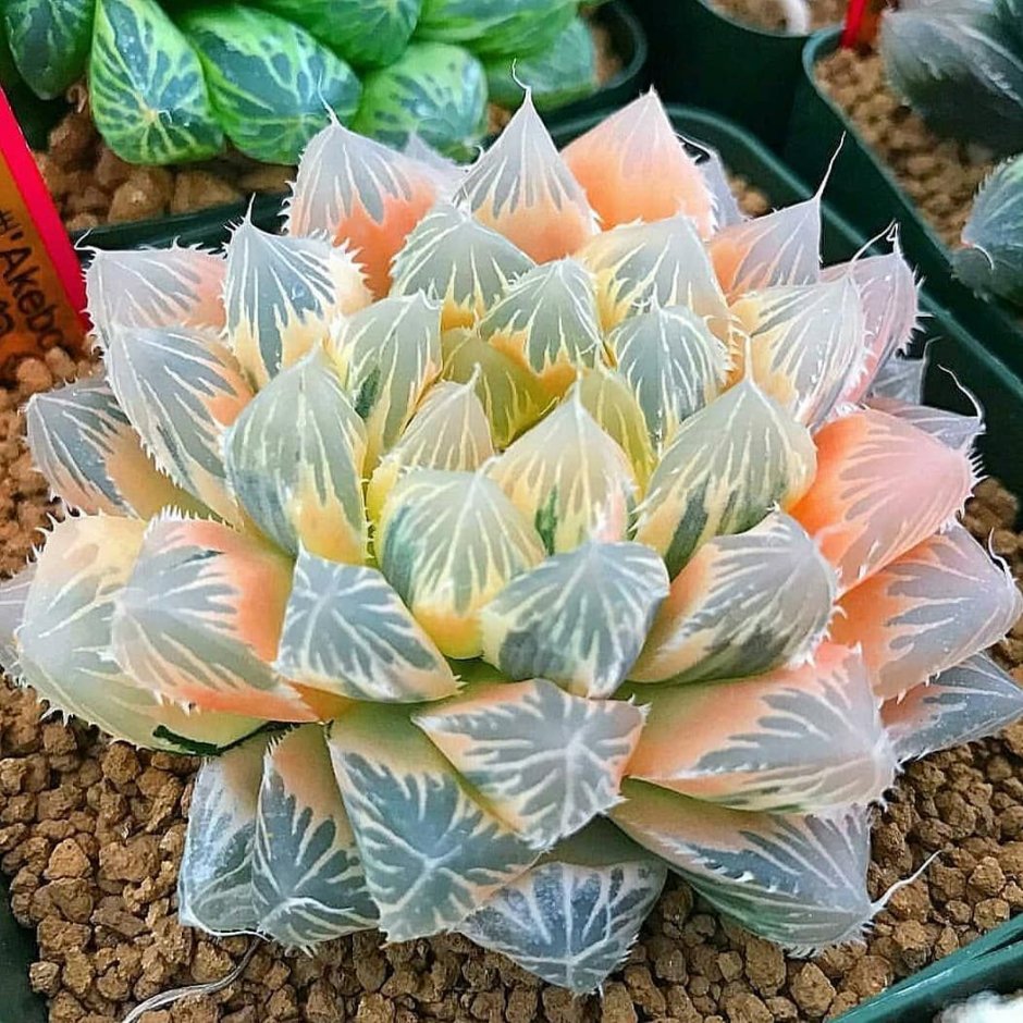 Хавортия Купера хрустальная