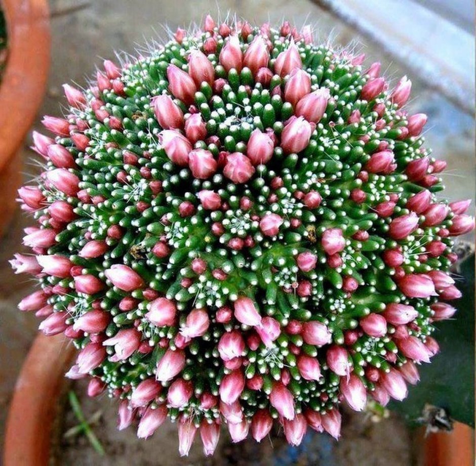 Кактус Павлин