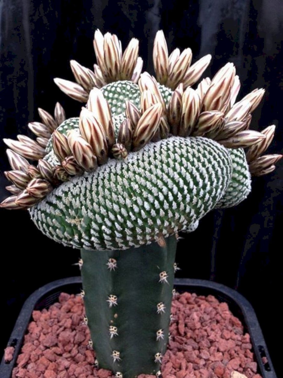 Суккуленты экзотика