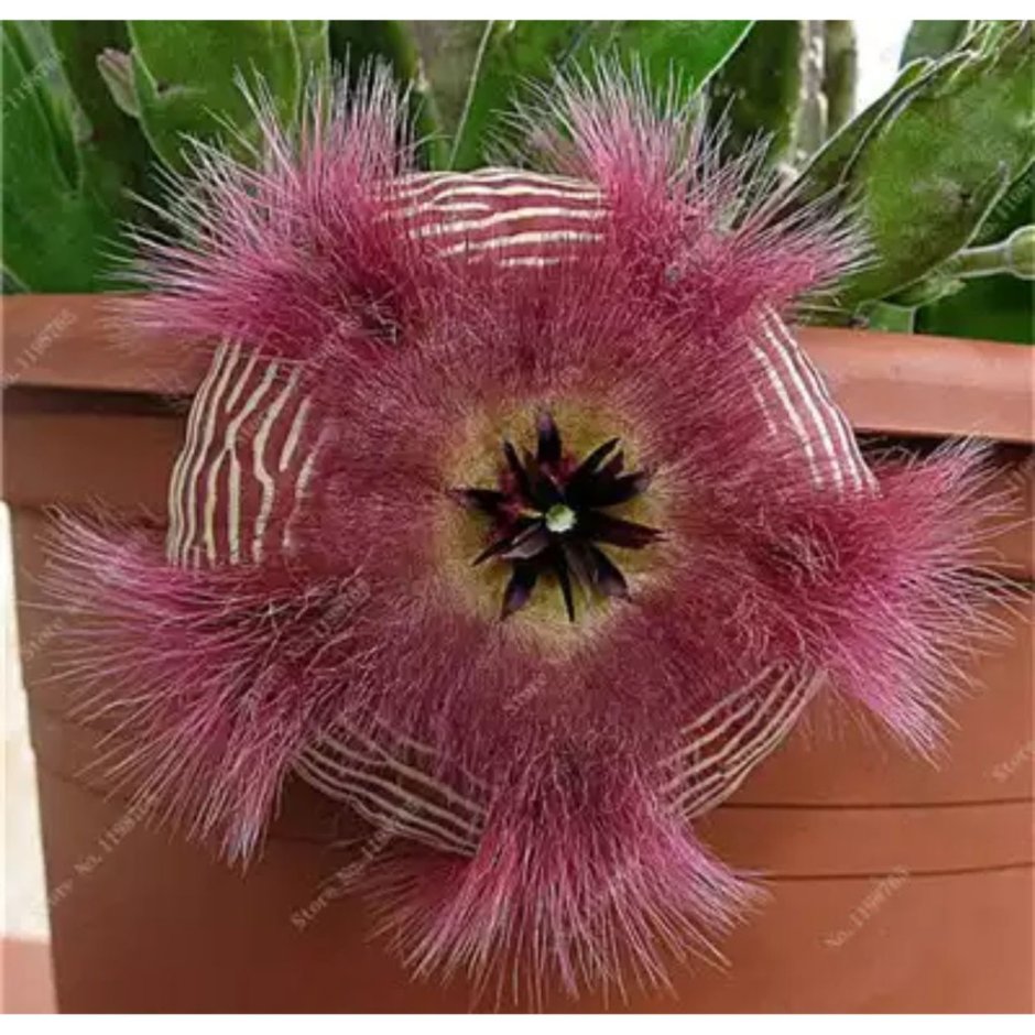 Кактус стапелия