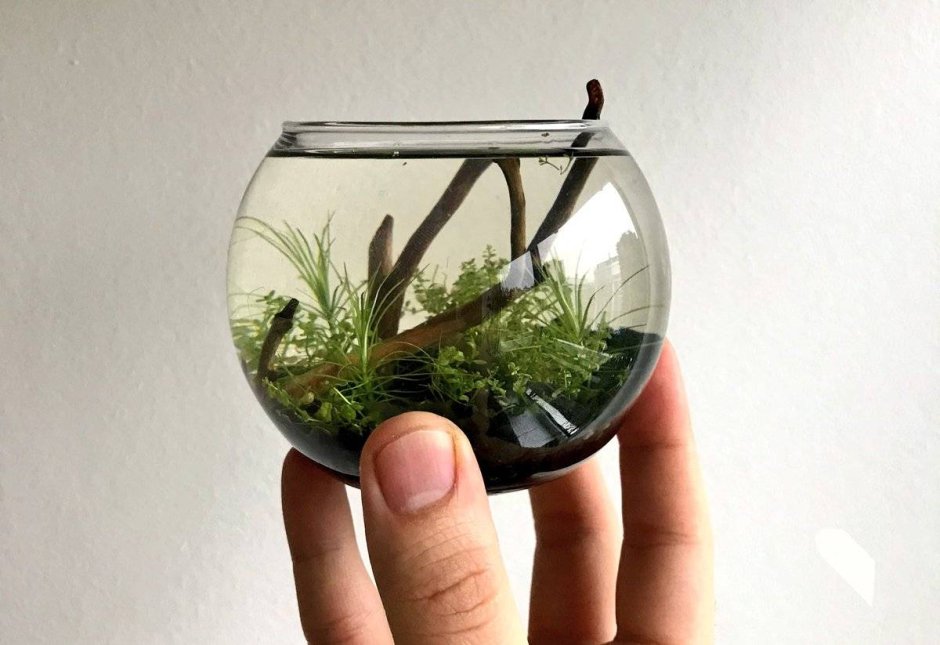 Акваскейп в круглом аквариуме