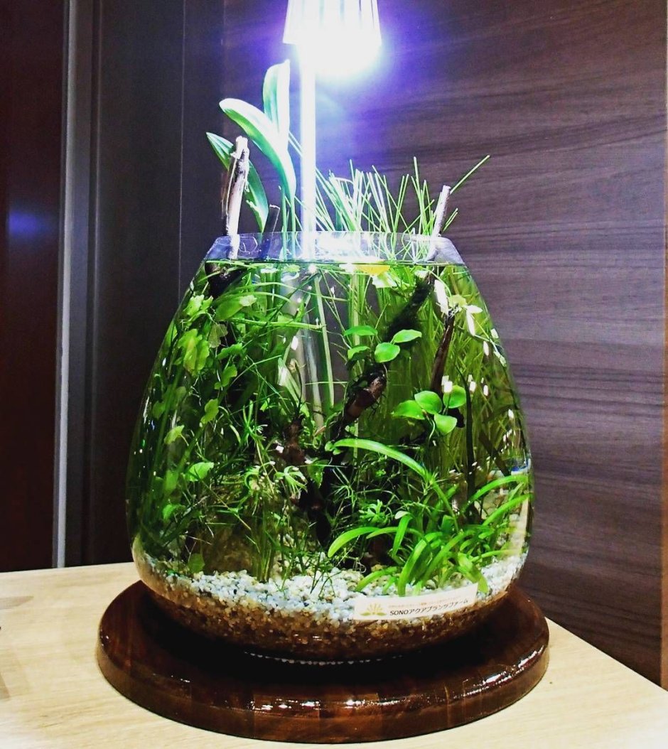 Акваскейп в аквариуме для петушка