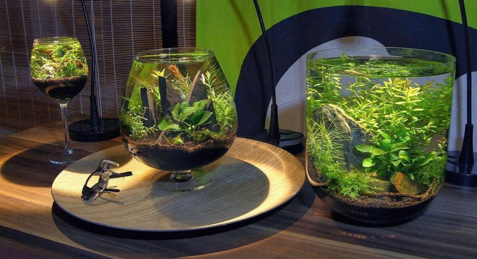 Аквадизайн аквариума круглого