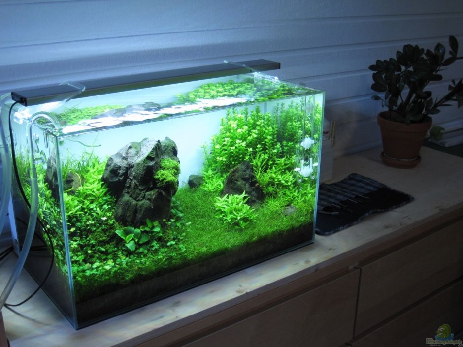 Акваскейп Будда