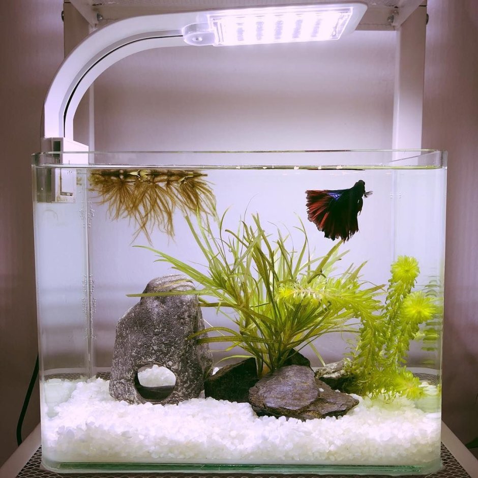 Рыбки для аквариума