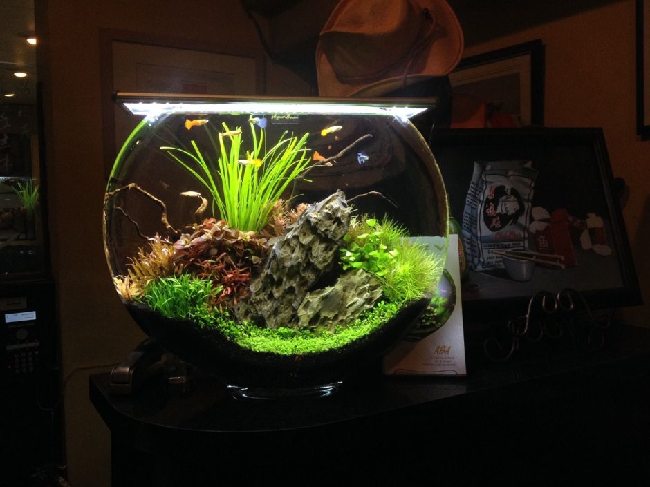 Аквадизайн аквариума круглого