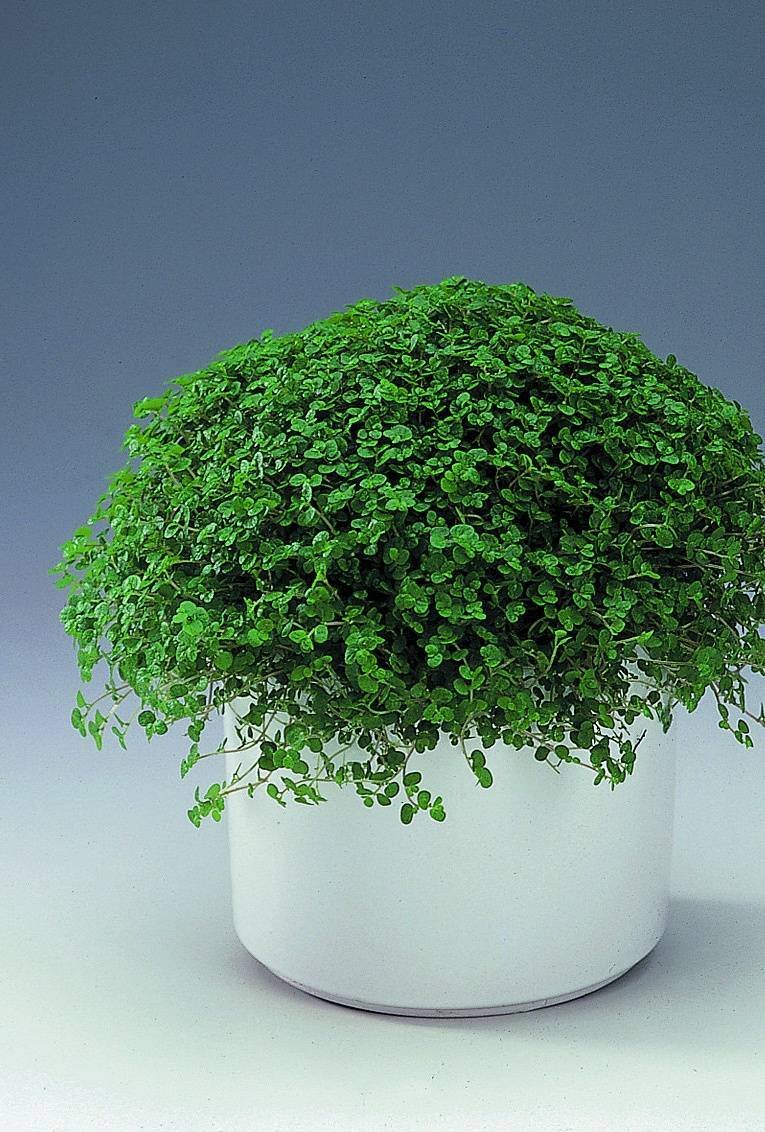 Фиттония Mix