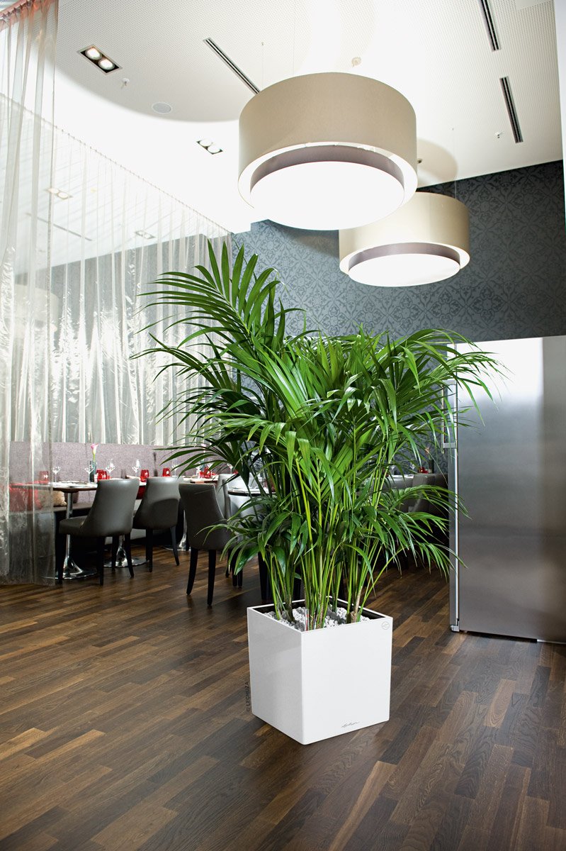 Замиокулькас фитодизайн