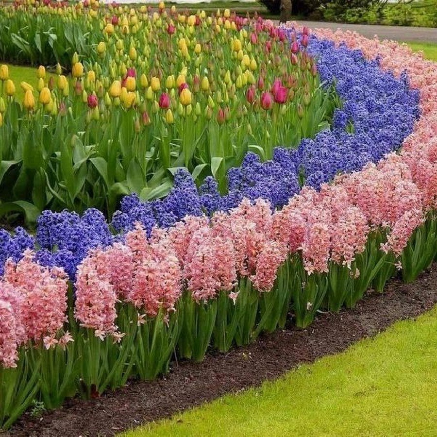 Клумба рабатка тюльпан Лилия