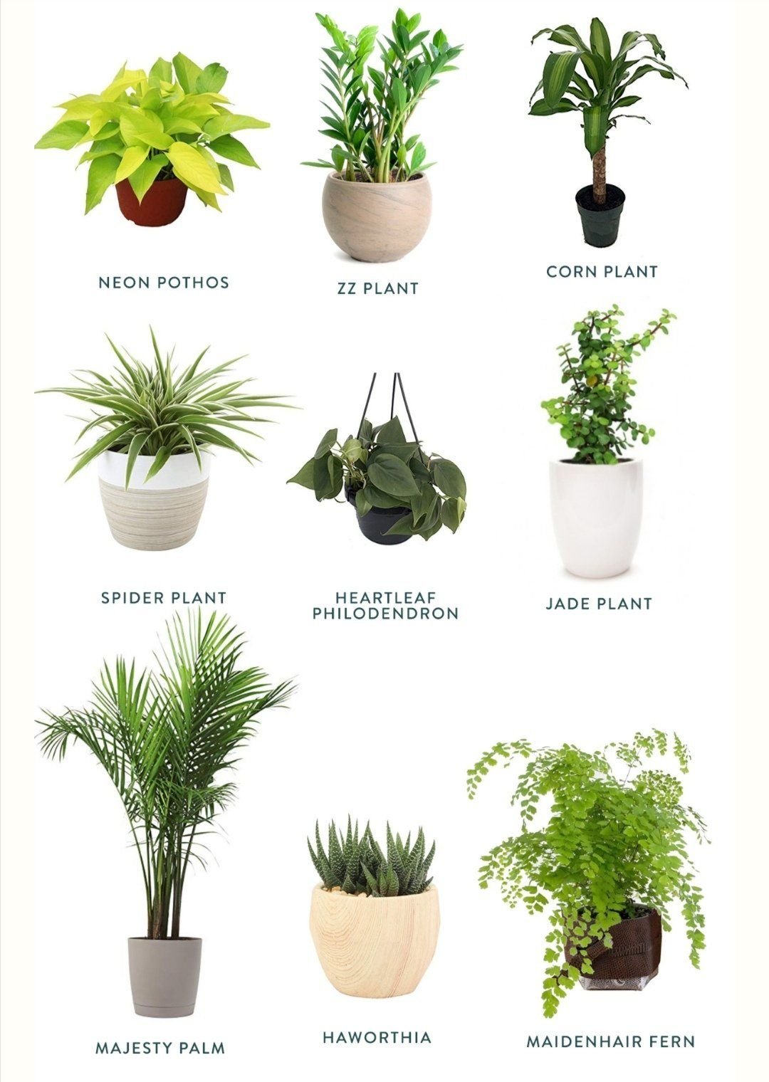 Плант каталог. Комнатные растения. Домашним растения. Домашнее растение. Домашние цветы комнатные.