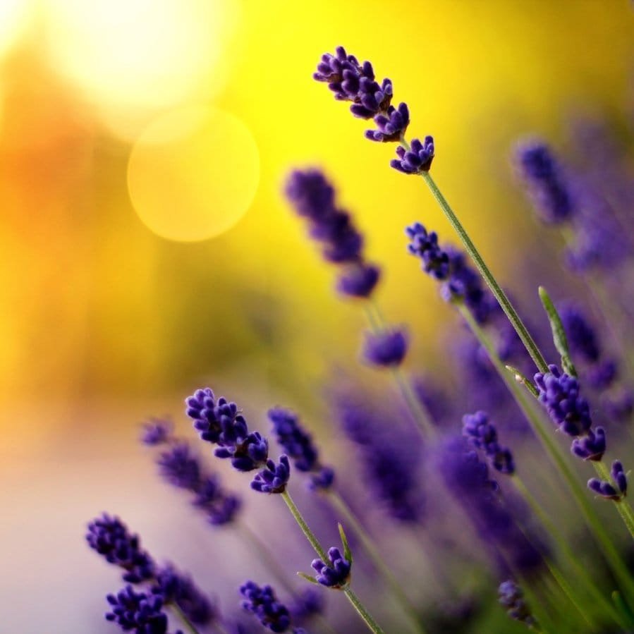 Фиолетовый и желтый