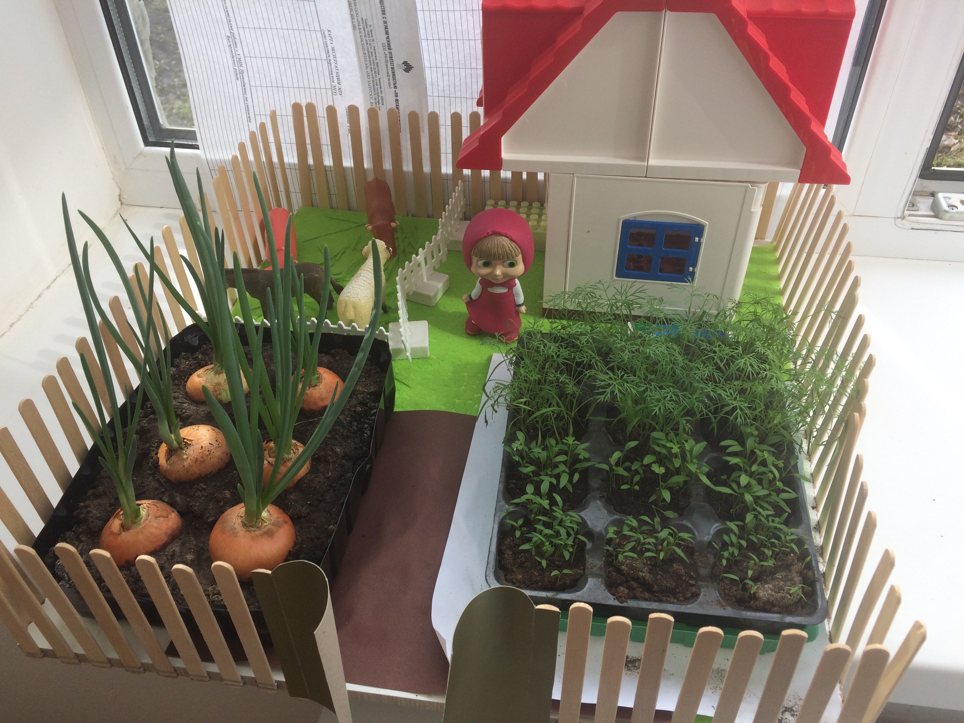 Огород на окне лук в детском саду. Огород на окне. Огород на подоконнике. Огород на окне в детском саду. Огород на окошке в детском саду.
