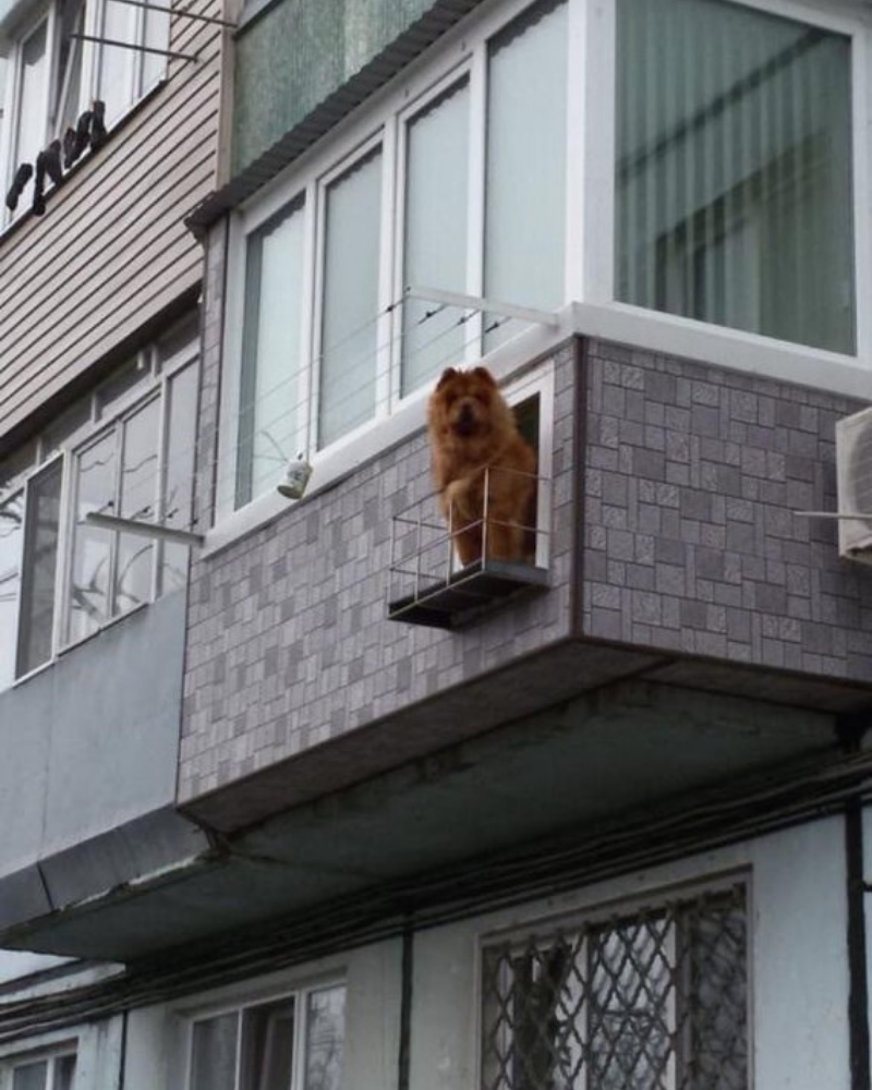 Окно для собаки на балконе