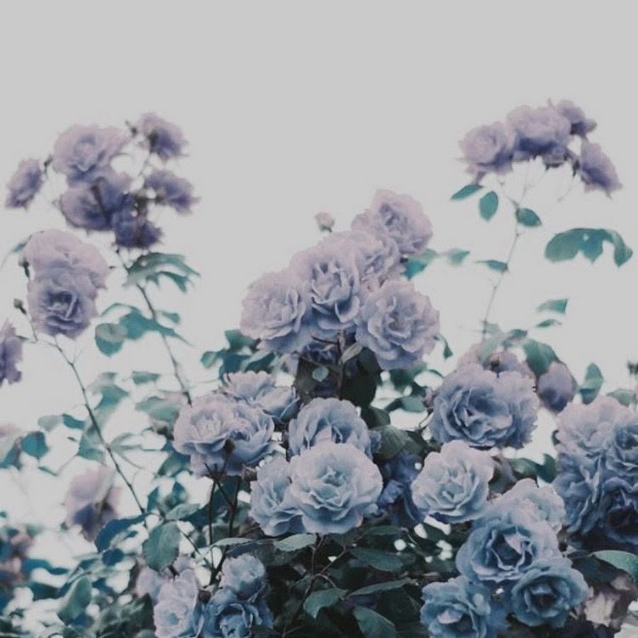 Серо синяя Эстетика