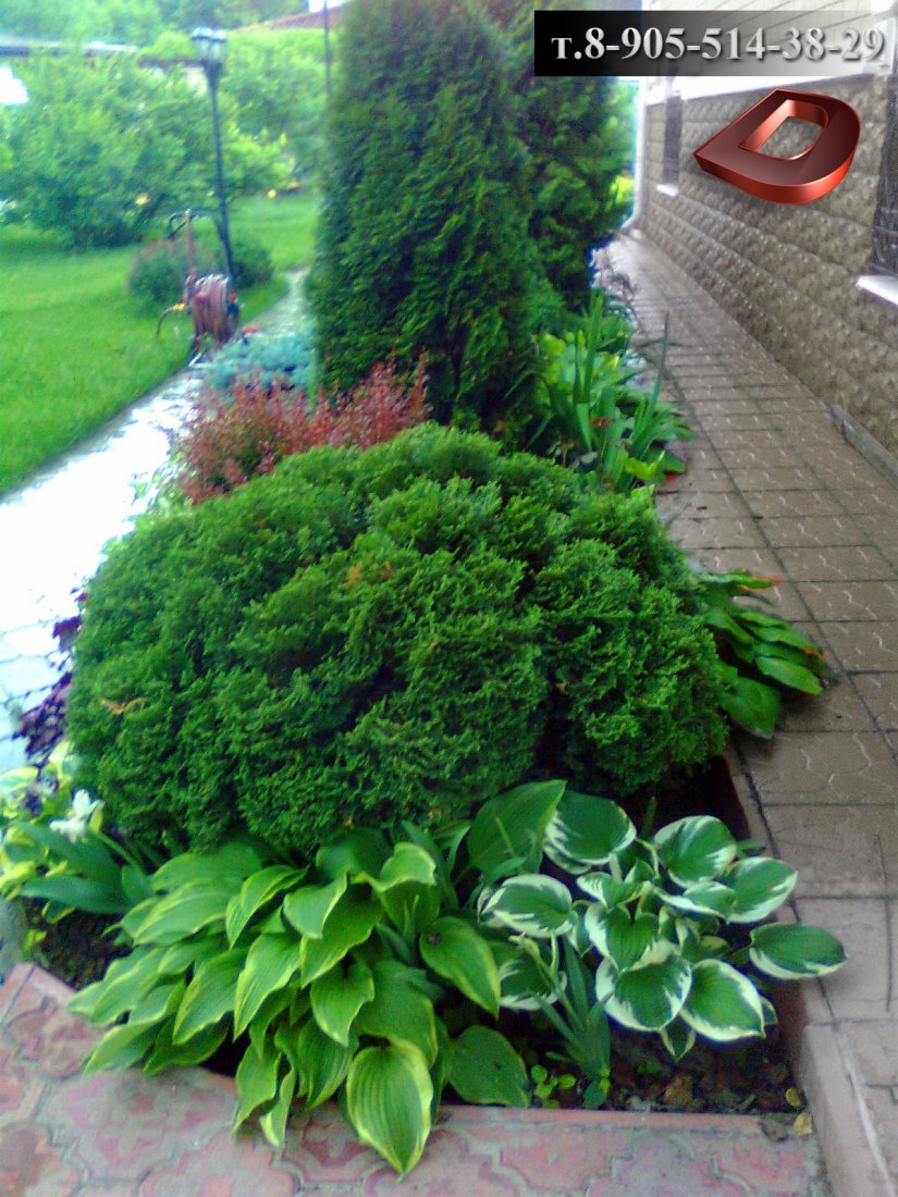 Гортензия,Хоста, туя Даника