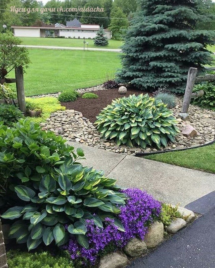 Хоста на клумбе с хвойниками