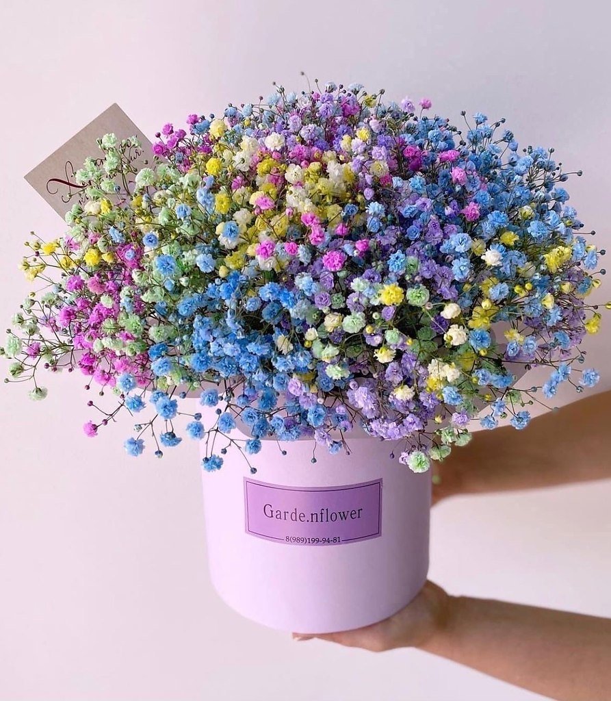 Гипсофила тинтед Рейнбоу экванроз