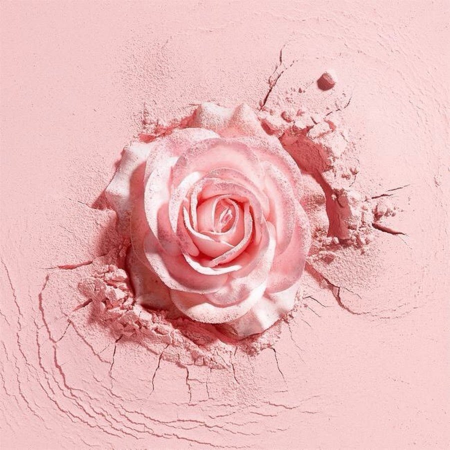 Пудровая роза цвет