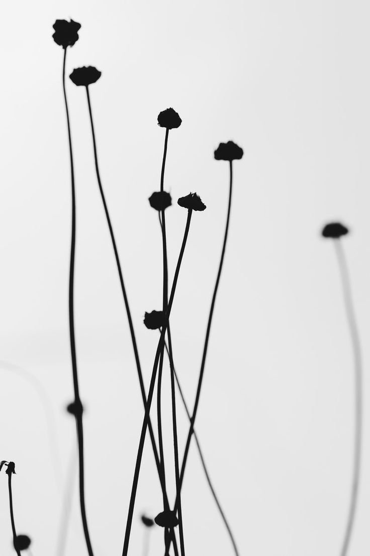 Черно белый Минимализм