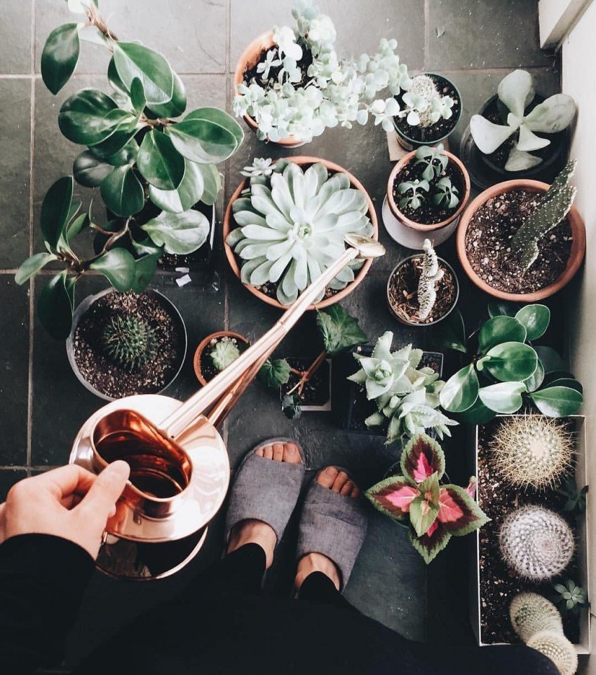 Комнатные растения 100 к 1