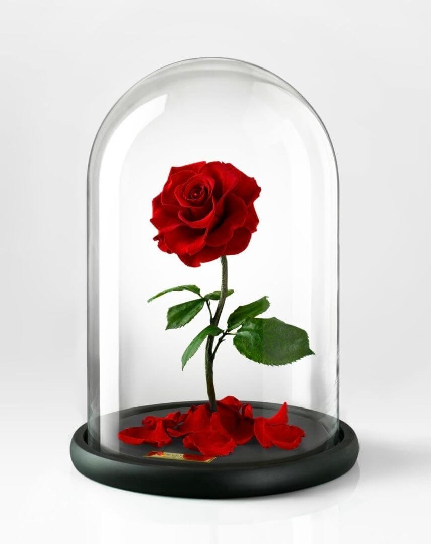 Прозрачный стеклянный купол