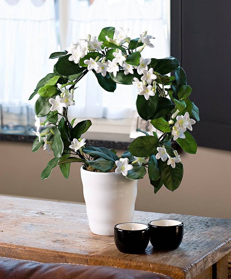 Эйер Филодендрон зеленый ампельный